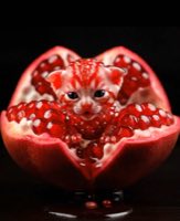 Your month, your cute fruit animal #aiasmr #asmr  — AI fruit video by @cinematic.ai.pov